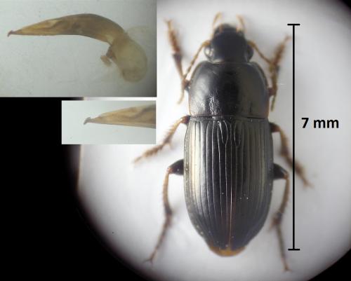 Réf. 202 933 : Harpalus anxius